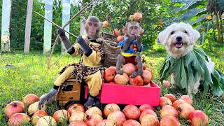 Bim Bim Monkey And Baby Obi Went To Harvest Pomegranates In The Garden