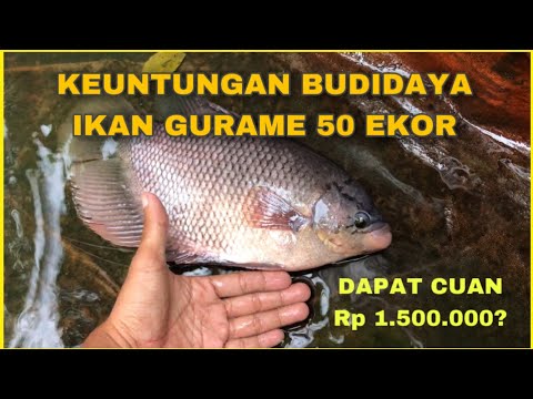 Keuntungan Budidaya Ikan Gurame 50 Ekor Budidaya Gurame Skala Rumahan