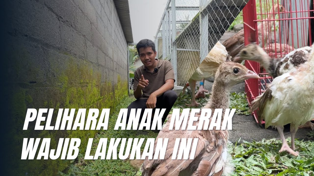 RAHASIA PELIHARA ANAKAN MERAK TETAP SEHAT #merak #unggashias