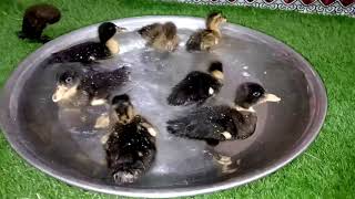 Cute baby Ducks swimming || Cute baby ducks || Baby ducks voice #Ducks ##viral