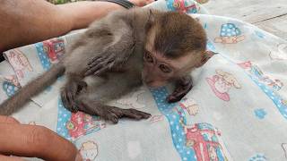 Thank you Leo monkey for trusting me to take care of you.