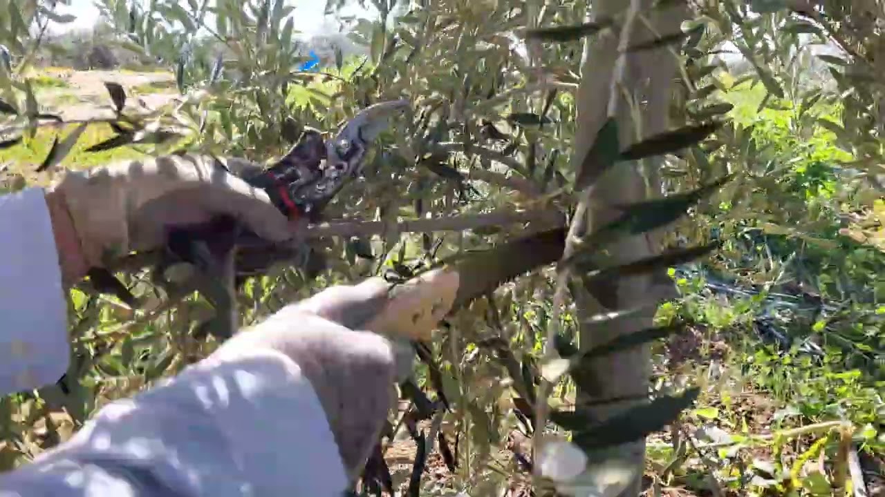 تقليم دكي يعطي الشجرة  قوة وجودةا كتر بكتير بي منطقت لفقيه  بن صالح .0667946266