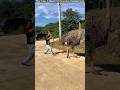 Pet ostrich🤯😨| New Viral Gadgets, Smart Appliances, Kitchen Utensils/ Home Inventions