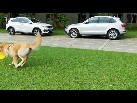 大毛的日常 (黃金獵犬的日常)20170909-大毛接飛盤part2  (2)