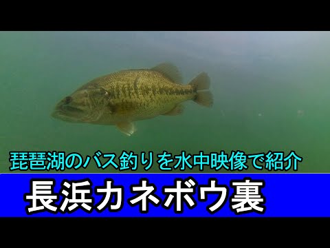 長浜のカネボウ裏のバス釣りポイントを水中映像で徹底攻略！琵琶湖でデカイバスを狙うなら確認！