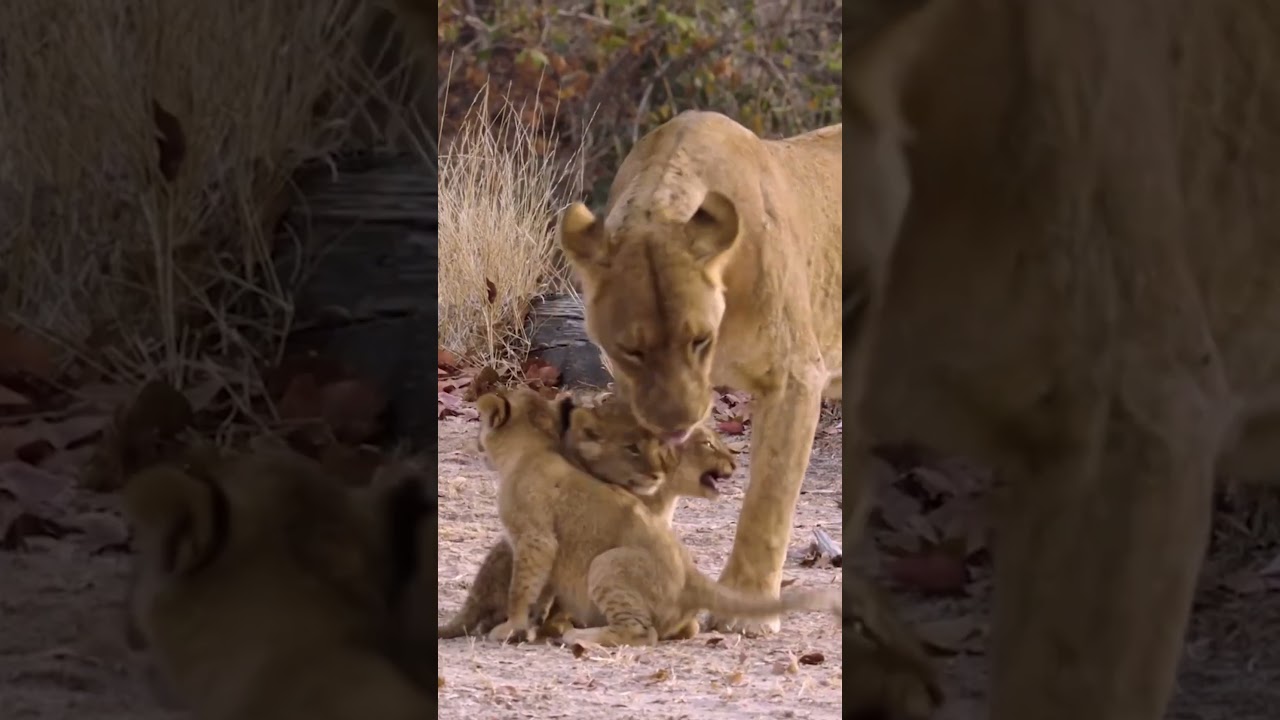 Lioness Reunites with Cubs After Hunt! #cat #lion #wildlife