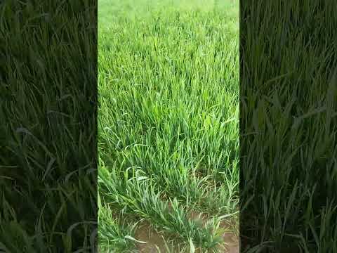 wh 1142 wheat variety after 72 days