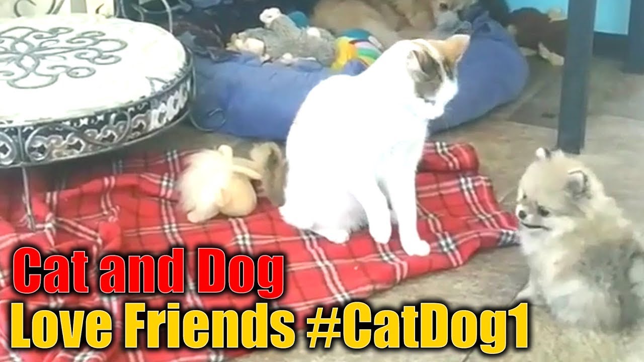 Kucing Anjing Cute Cat And Dog Love Friends Catdog1 Youtube