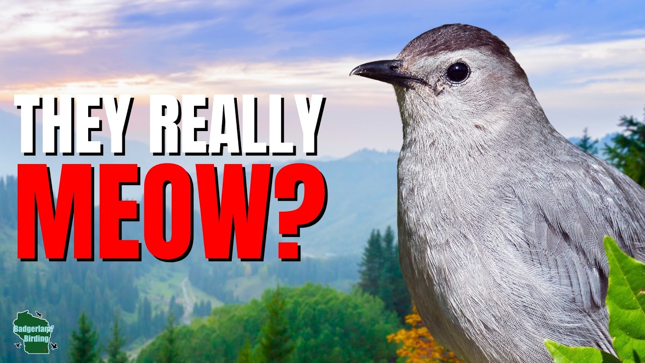 5 Things You Didn't Know About Gray Catbirds!
