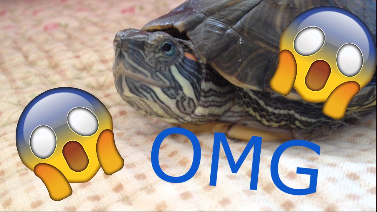 My Turtle Snapper Eating Rocks Youtube