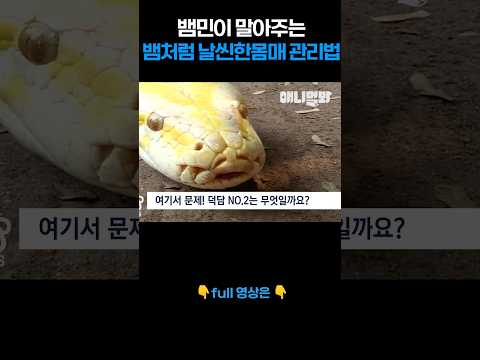 뱀의 매끈하고 유연한 몸의 비결 #애니멀봐 #뉴스멀봐 #shorts