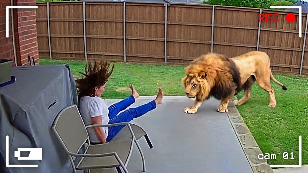 Uno Entre Mil Millones: Momentos Animales Captados por las Cámaras