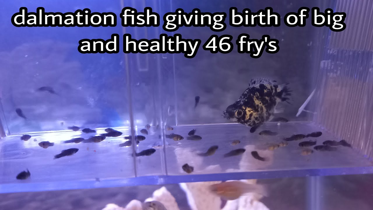 DALMATION BALLON MOLLY FISH GIVING BIRTH OF BIG AND HEALTHY 46 FRY S dalmation-ballon-molly-fish-giving-birth-of-big-and-healthy-46-fry-s