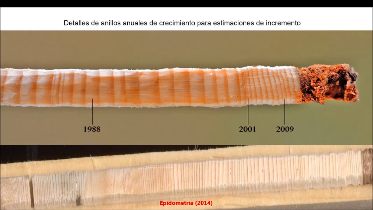 Estimación con Taladro de Pressler EMZB 2014 - YouTube
