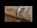 ねずみのおもちゃを買ってあげました #cat