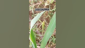 #grasshopper #macro #nature #insects #insect #naturephotography #d #macrophotography