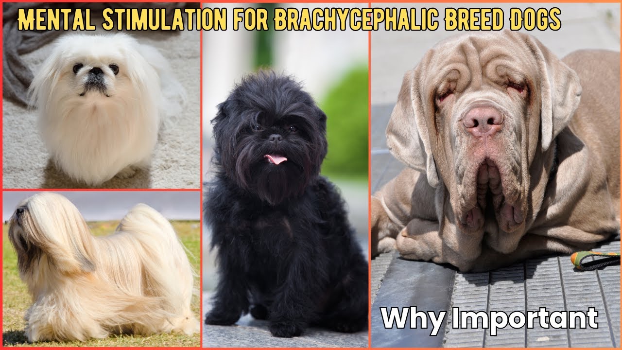 Stunning Benadryl For Seizures In Brachycephalic Breeds image
