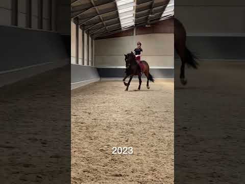 Видео: 15 лет конного спорта 