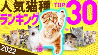 2022 Latest | Top 30 Most Popular Cat Breeds Ranking