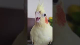 Hocam Ben Oralet Çizdim Muzlu