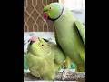 Indian Ringneck Talking Parrot #talkingparrot #parrot #shorts