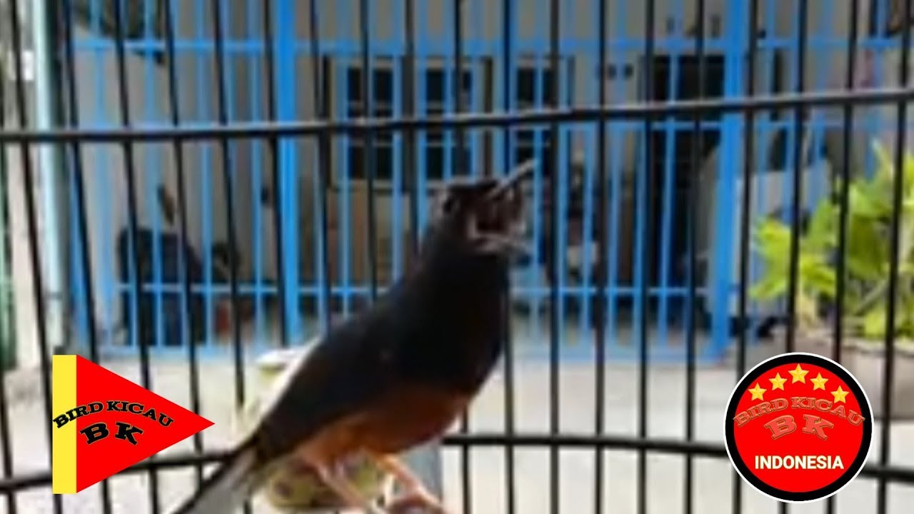 Murai Batu Medan Super 