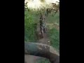 IBNS Video: Tigress chases tourists' jeep in Maharashtra's Tadoba-Andhari Tiger Reserve Mp3 Song