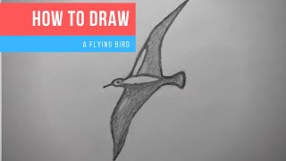 flying bird draw