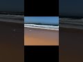 Gull flies beach