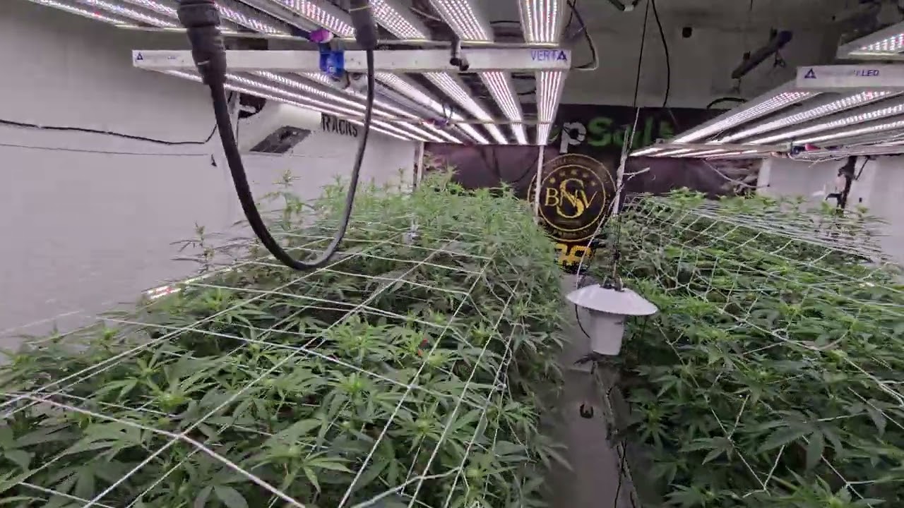 Day 16F, MACv2, Pie Dough, Superboof