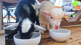 Goats Eating Dry Food for the First Time @TarasKulFarm