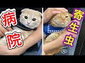 子猫と保護猫を病院へ連れて行った結果が...