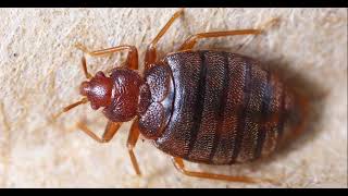 "🇫🇷 France Declares War on Bedbugs as They Invade Paris: 'No One is Safe!' 😱🦠"