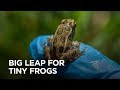 These little frogs are wildlife pioneers