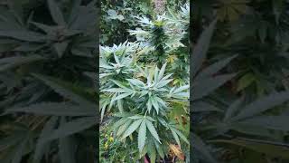 Week 7 of flower outside cannabis grow