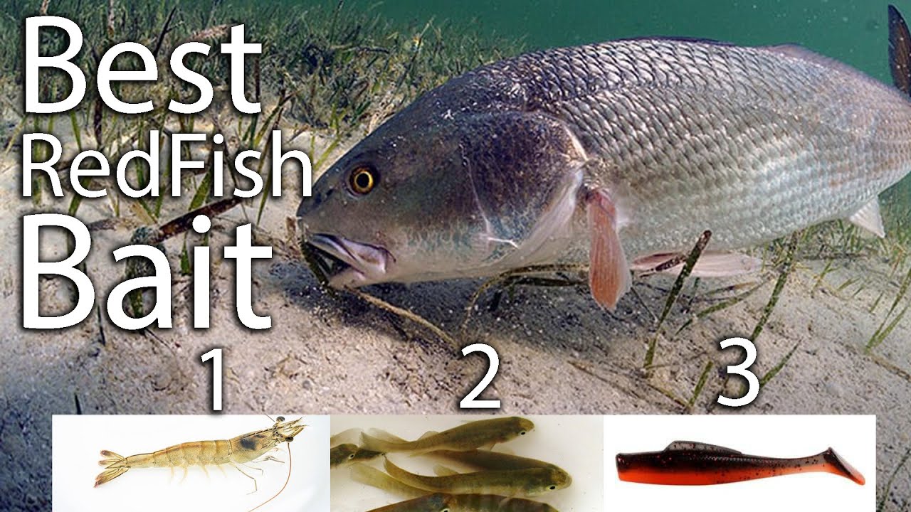 THE best bait for Louisiana waters is ...