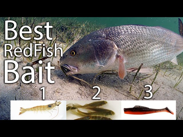 best lure for lake fishing louisiana THE best bait for Louisiana waters is