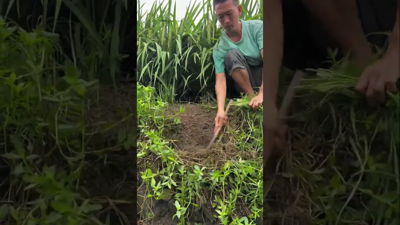 Sickle in hand, keeping the fields tidy. 