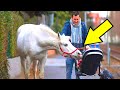 Por 14 Anos, Este Cavalo Solitário Anda Todos Os Dias Com Um Bilhete Pendurado No Pescoço