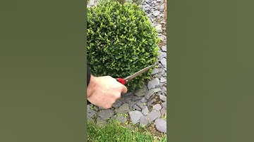 Jakoti Hand Shears in Action! | Garden Divas