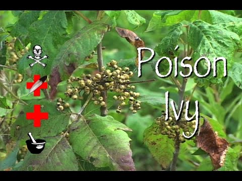 Poison Ivy: Poison, Medicinal & Other Uses