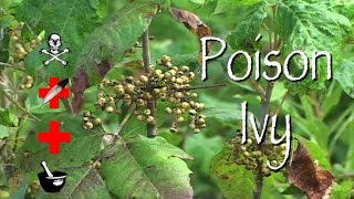 Poison Ivy: Poison, Medicinal & Other Uses