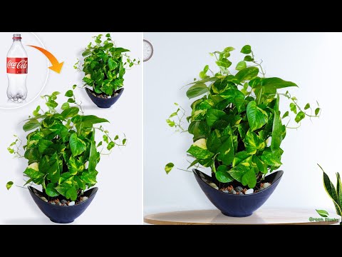 How To Decorate Money Plant