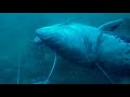 190' DOUBLE GAG SPEARFISHING DIVE