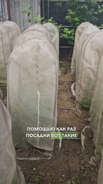 КАК мы получаем семена моркови для БОЛЬШОГО урожая. Селекция моркови в ...