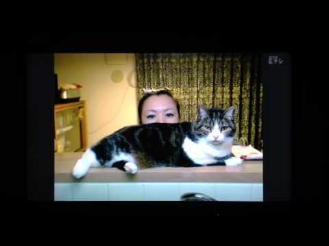 あたし、ねこ ケトルさん