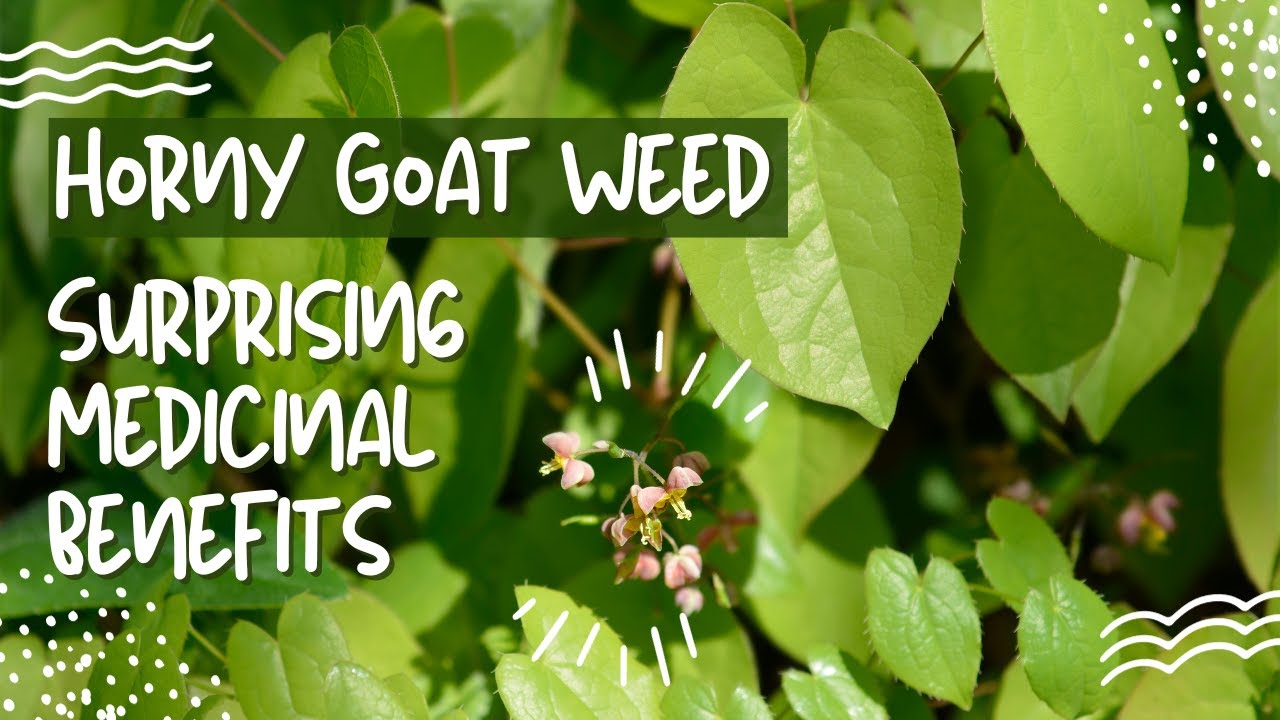 Horny Goat Weed (Barrenwort): Surprising Medicinal Uses - YouTube