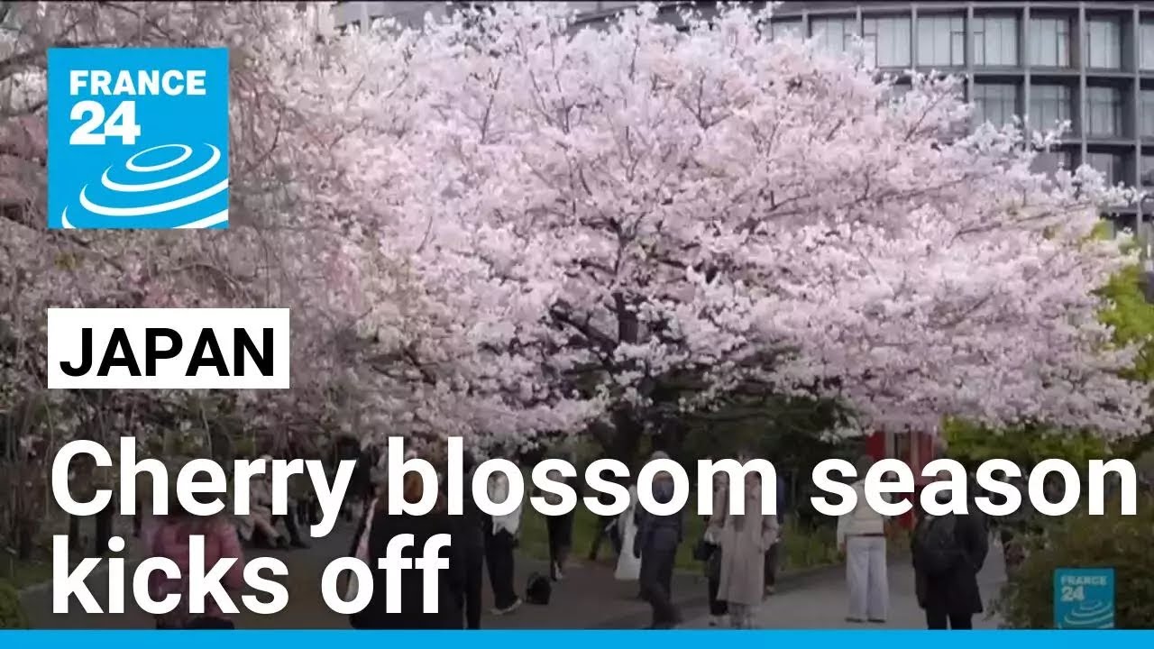 Ephemeral cherry blossoms season in Japan has kicked off • FRANCE 24 English