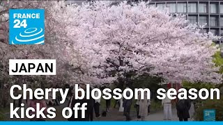 Ephemeral cherry blossoms season in Japan has kicked off • FRANCE