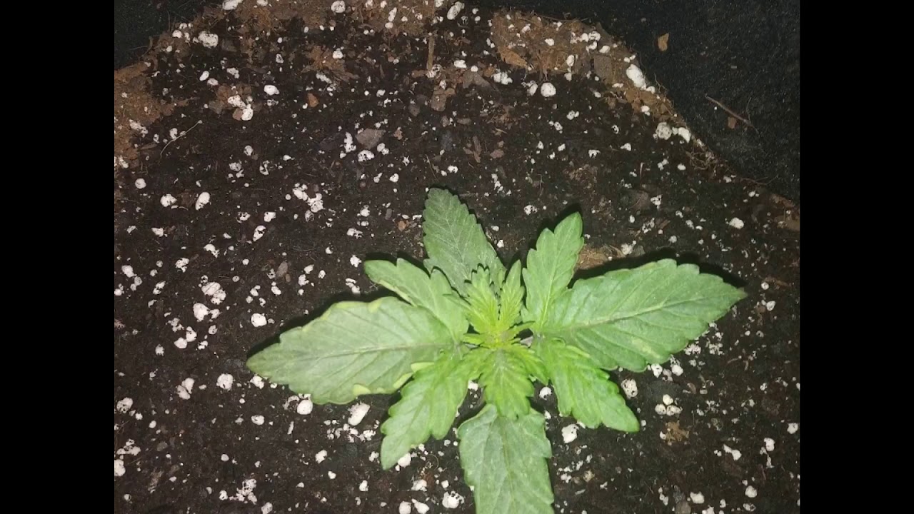 21 & Over only! Sweet Tooth Auto Flower .all this in one week!